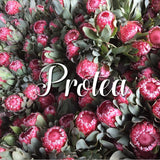 Resendiz Brothers: The Protea Connoisseurs