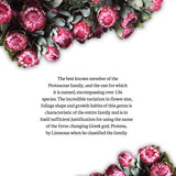 Resendiz Brothers: The Protea Connoisseurs