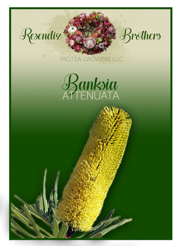 Banksia Attenuata Seeds - 8 pk
