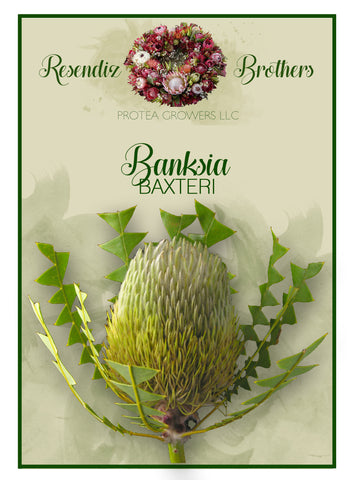 Banksia Baxteri Seeds - 8 pk