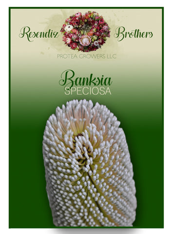 Banksia Speciosa Seeds - 8 pk