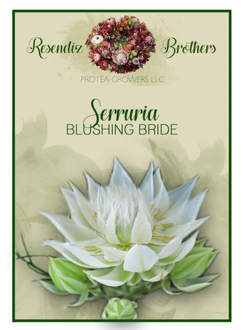 Serruria Seeds - 5 pk