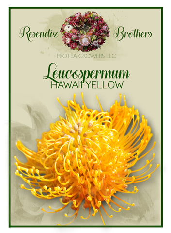Leucospermum Hawaii Yellow Seeds - 8 pk