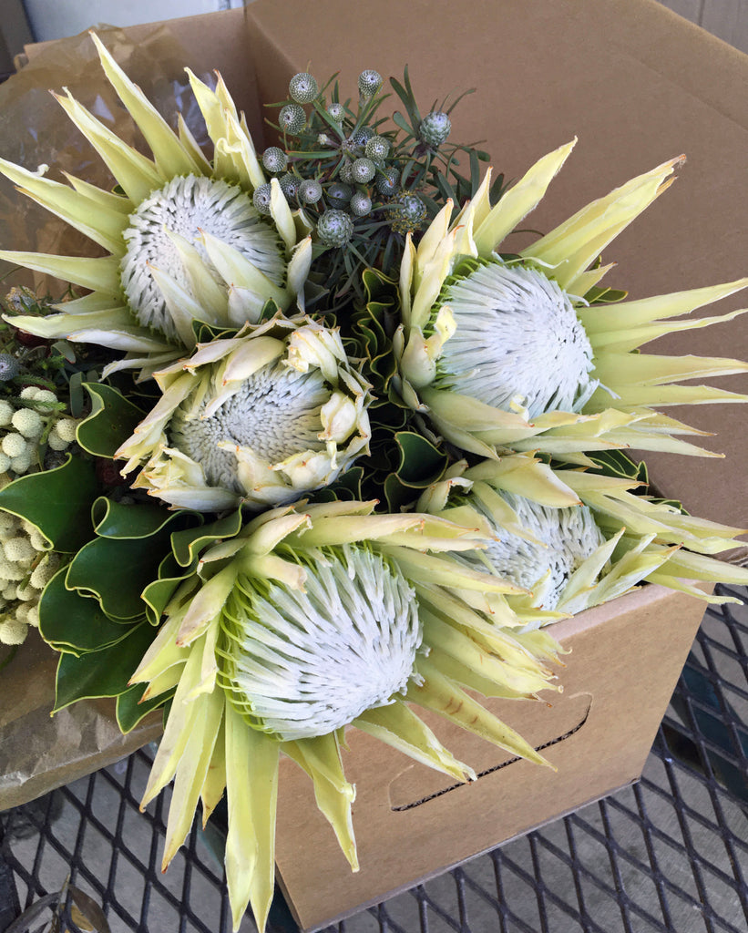 Gift Box - 5 stem Kings Protea Arctic Ice