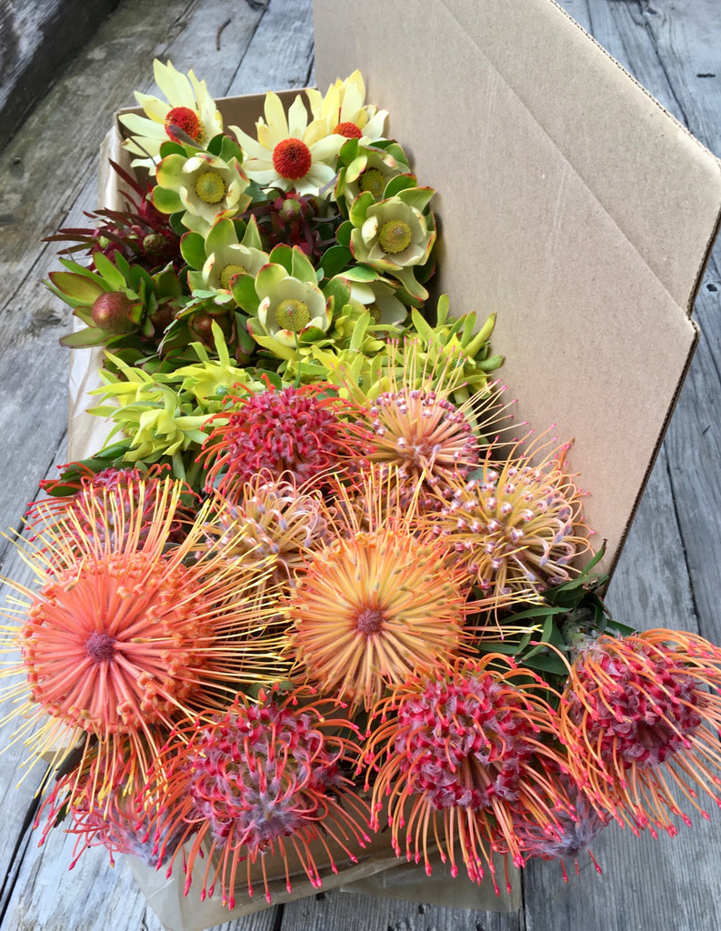 Gift Box - Pincushion & Leucadendron