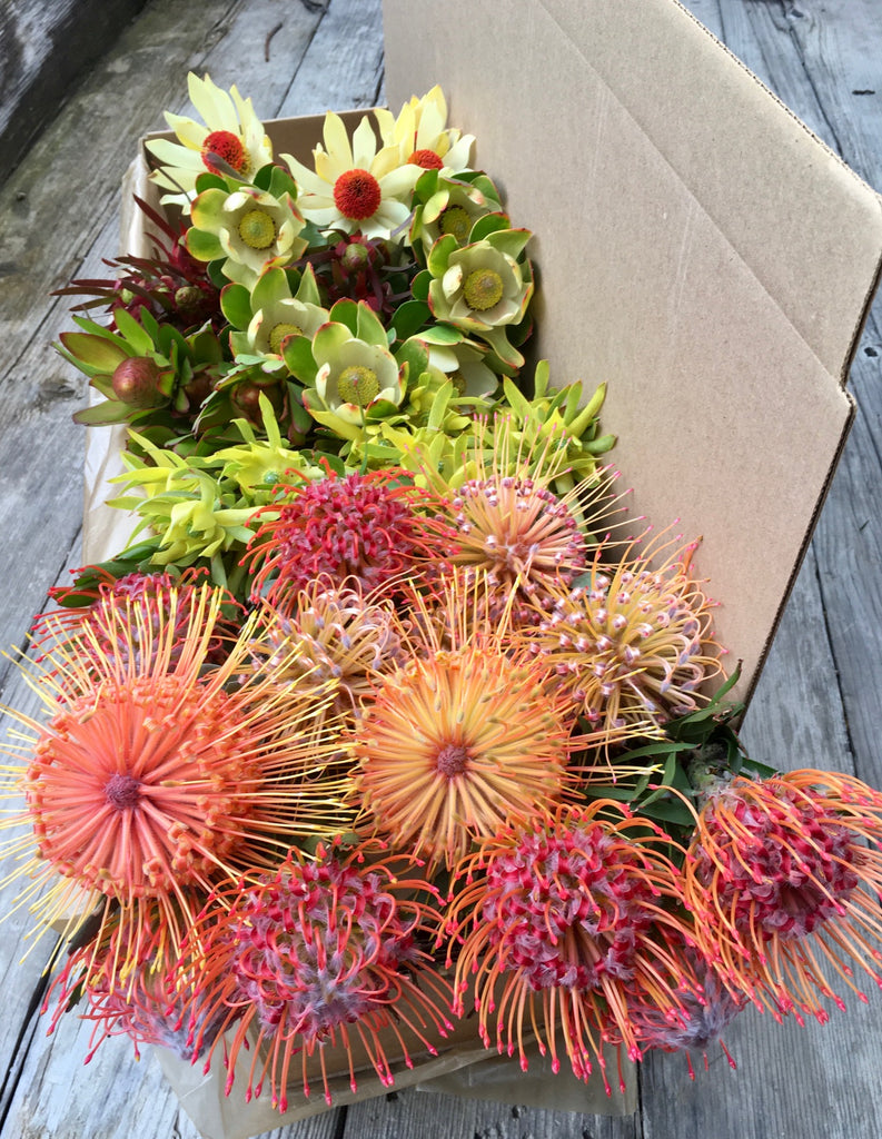 Gift Box - Pincushion & Leucadendron