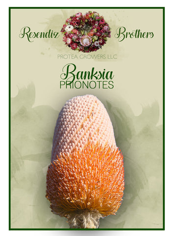 Bankisia Prionotes Seeds - 8 pk