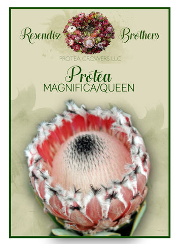 Protea Queen Seeds - 8 pk