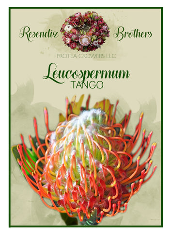 Leucospermum Tango Seeds - 8 pk