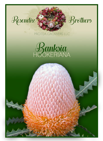 Banksia Hookeriana Seeds - 8 pk