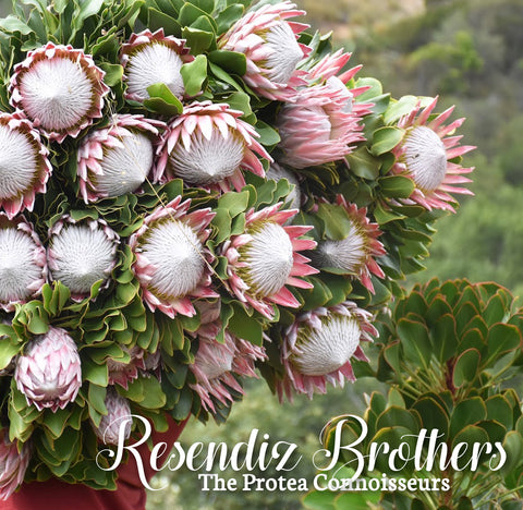 Resendiz Brothers: The Protea Connoisseurs