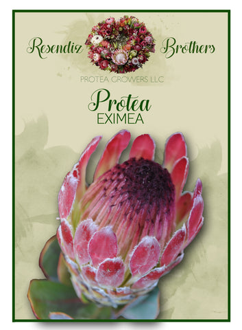 Protea Eximea Seeds - 8 pk
