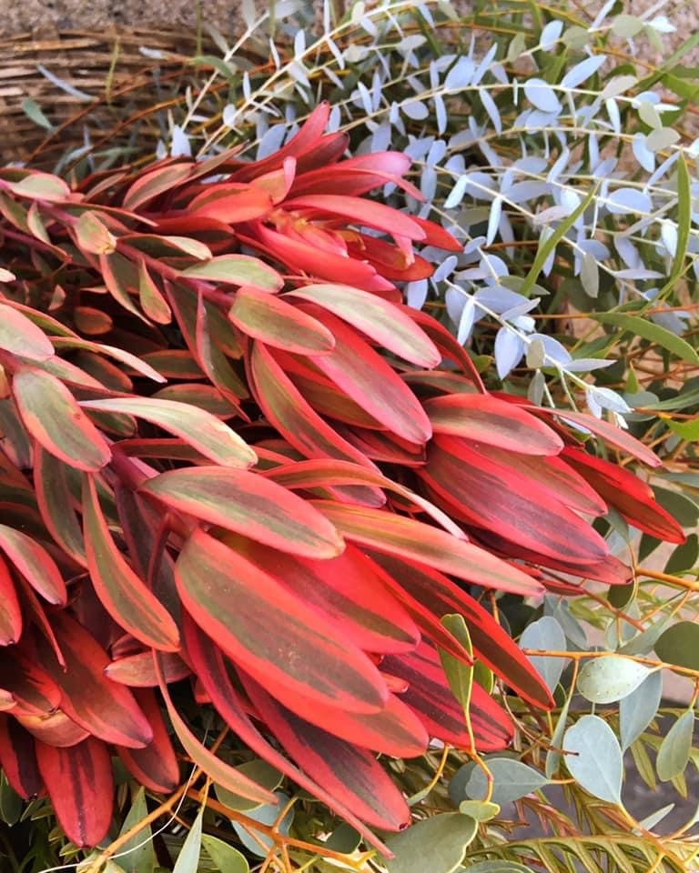 Gift Box - Mixed Leucadendron and Eucalyptus