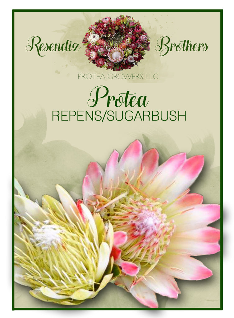 Protea Repens Seeds - 8 pk