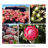 Resendiz Brothers: The Protea Connoisseurs