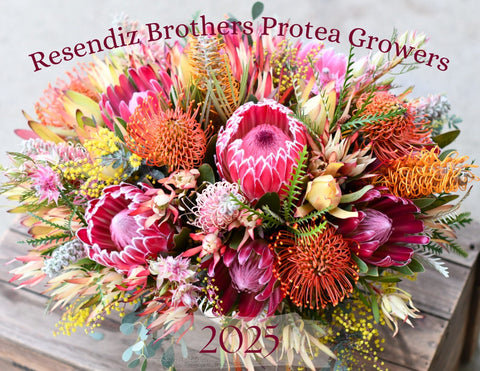 Resendiz Brothers 2025 – A Beautiful Protea Filled Wall Calendar