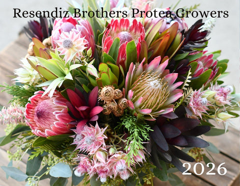 Resendiz Brothers 2026 – A Beautiful Protea Filled Wall Calendar