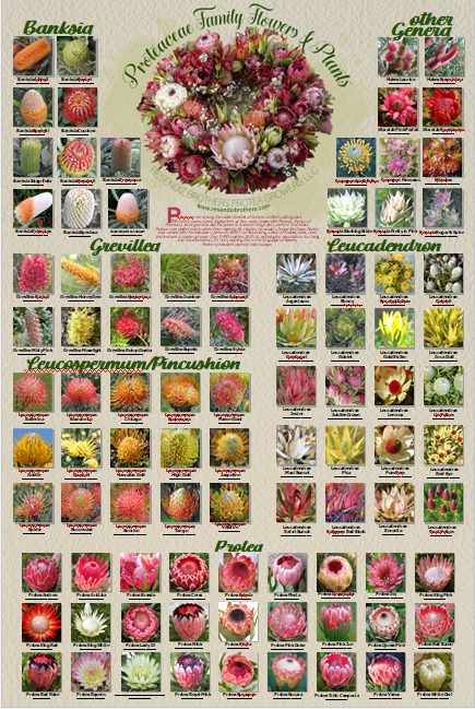 Proteaceae Family, Flowers & Foliage Poster Print