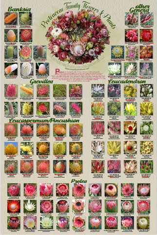 Proteaceae Family, Flowers & Foliage Poster Print