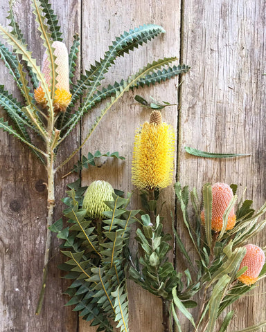 Gift Box - Banksia & Leucadendron