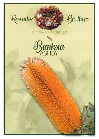 Bankisia Ashbyi Seeds - 8 pk