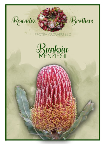 Banksia Menziesii Seeds - 8 pk
