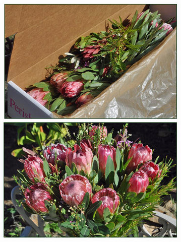 Gift Box - 12 Protea Blooms