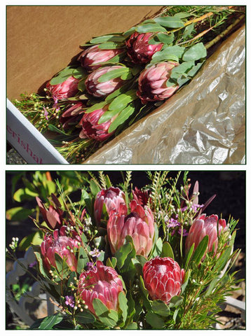 Gift Box - 6 Protea Blooms