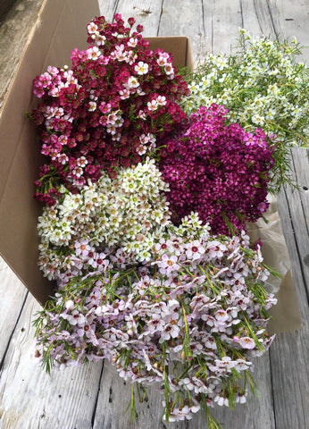Gift Box - Waxflower Collection