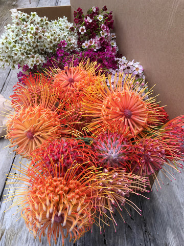 Gift Box - Pincushion & Australian Wildflowers