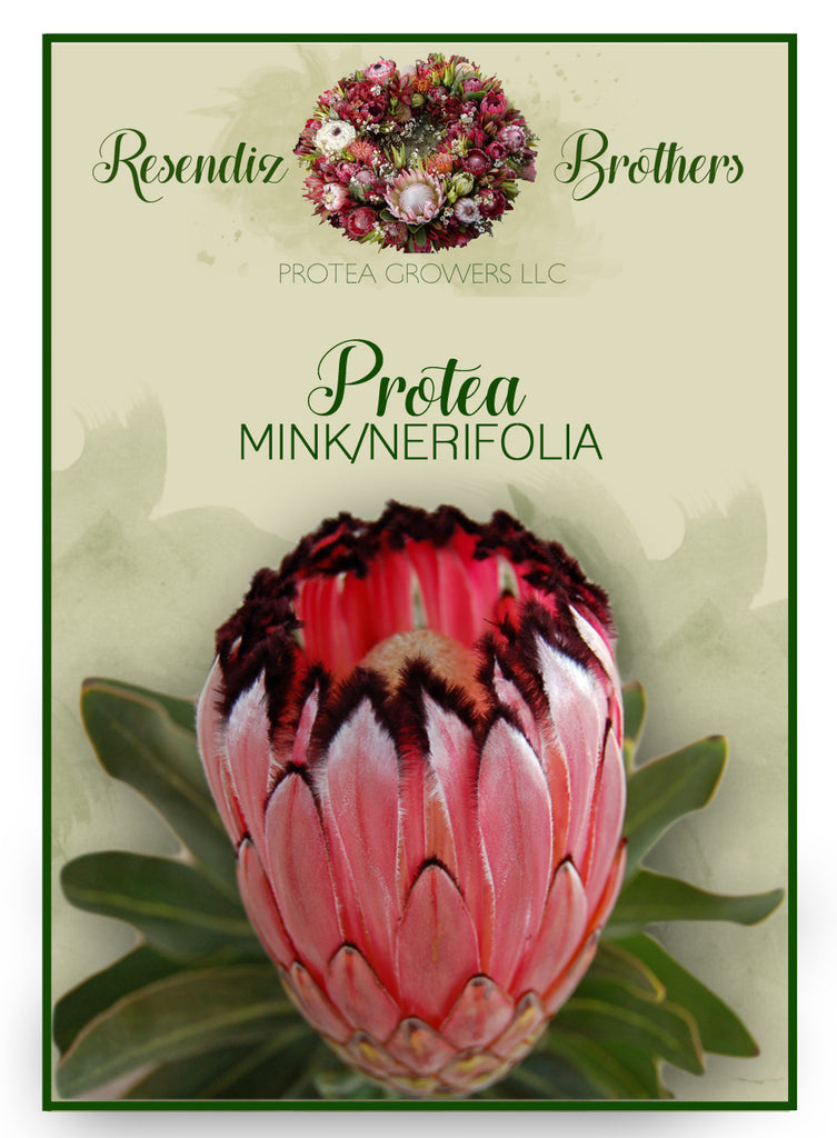 Protea Mink Seeds - 8 pk