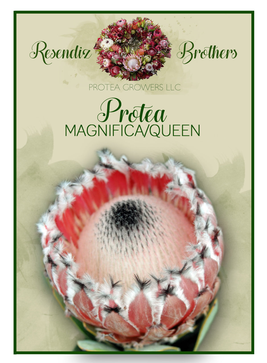 Protea Queen Seeds