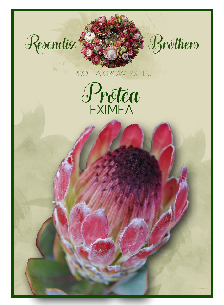 planting protea seeds Protea Eximea Seeds