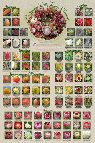 Proteaceae Family, Flowers & Foliage Poster Print