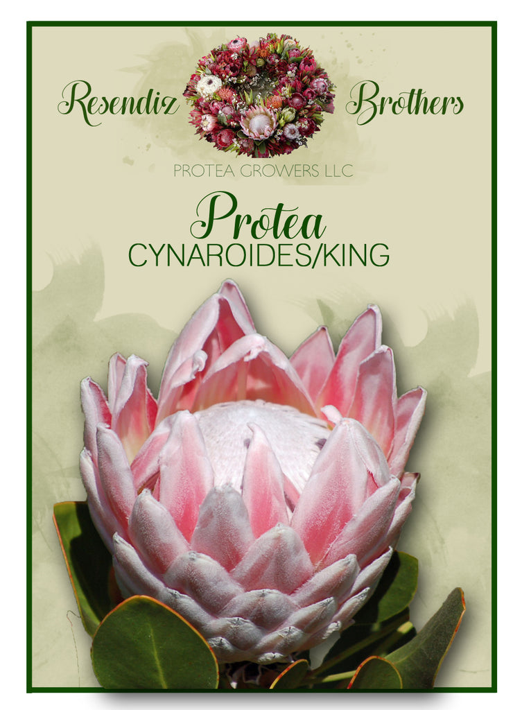 Protea King Seeds - 8 pk