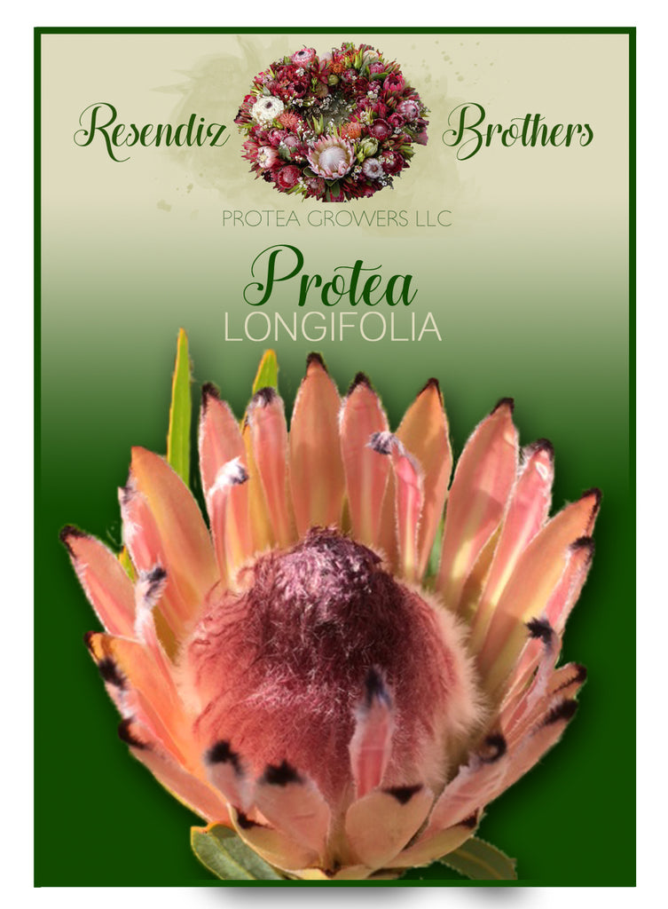 Protea Longifolia Seeds - 8 pk