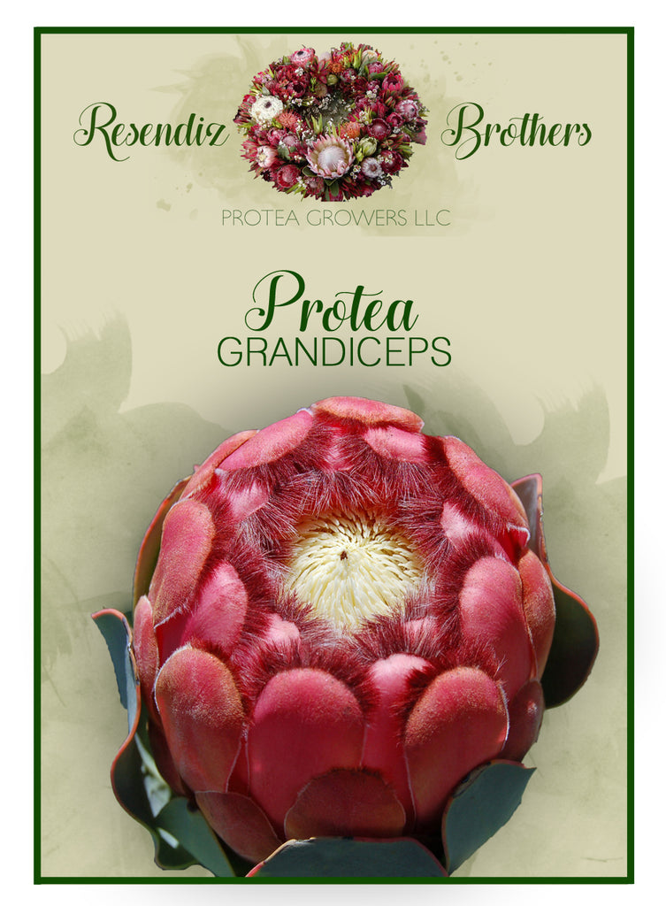 Protea Grandiceps Seeds - 8 pk